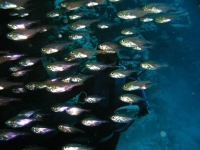 sklenné ryby
