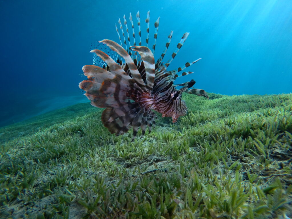 perutín daham kanaš marek